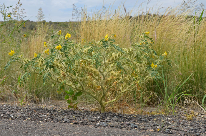 Buffalobur Nightshade has a somewhat artistic profile exaggerated with its myriad of sharp relatively long prickles. Solanum rostratum 
